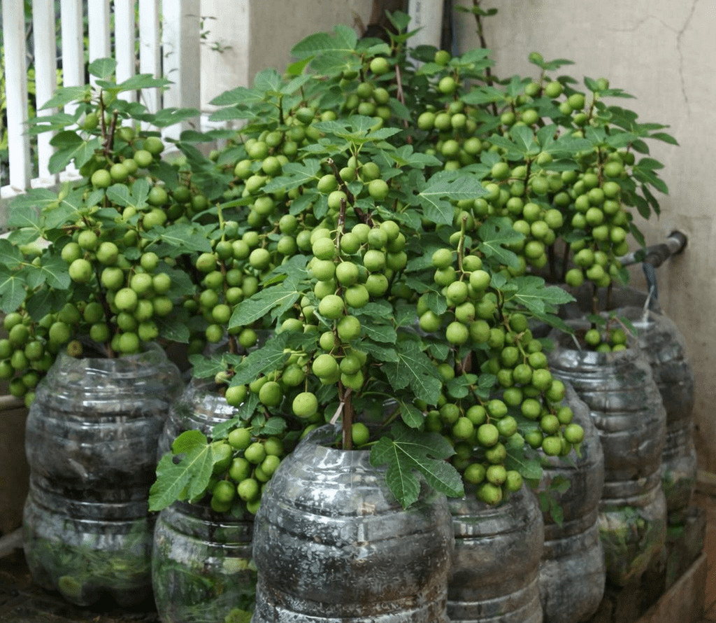 buah tin