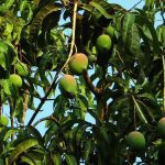 Mangga kasturi